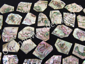 Abalone Off Cut Packs - No. 3